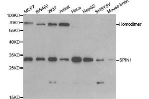 Western blot analysis of extracts of various cell lines, using SPIN1 antibody (ABIN5973464) at 1/1000 dilution. (Spindlin 1 Antikörper)
