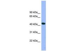 Image no. 1 for anti-ARP3 Actin-Related Protein 3 (ACTR3) (AA 35-84) antibody (ABIN6743623) (ACTR3 Antikörper  (AA 35-84))