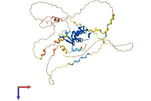 FOXB2 Protein (AA 1-428) (His tag)