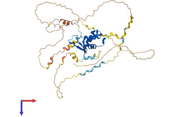 FOXB2 Protein (AA 1-428) (His tag)