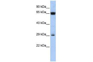 MGC45491 antibody used at 1 ug/ml to detect target protein. (MGC45491 (Middle Region) Antikörper)