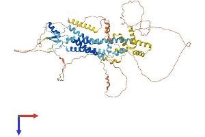 Pannexin 2 Protein (PANX2) (AA 1-677) (His tag)