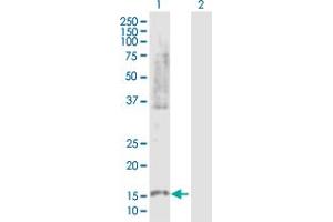 PLA2G10 antibody  (AA 1-165)