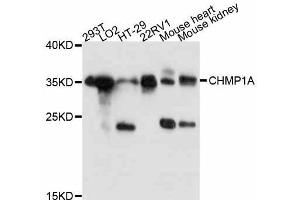Western blot analysis of extracts of various cell lines, using CHMP1A antibody (ABIN5997438) at 1:3000 dilution.