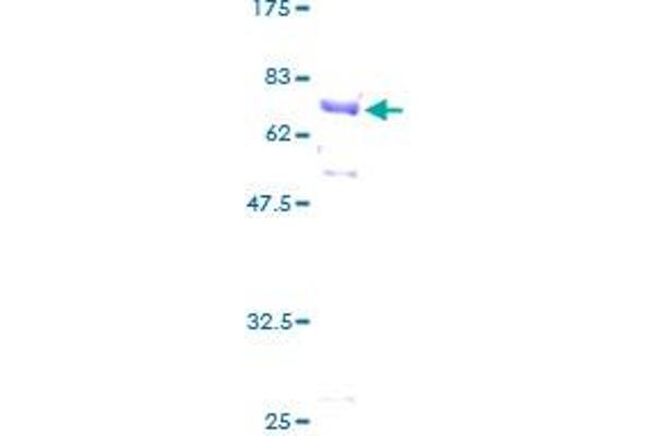 beta Actin Protein (AA 1-375) (GST tag)