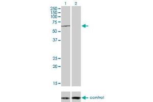 Western Blotting (WB) image for anti-Testis-Specific Kinase 2 (TESK2) (AA 405-542) antibody (ABIN564528)