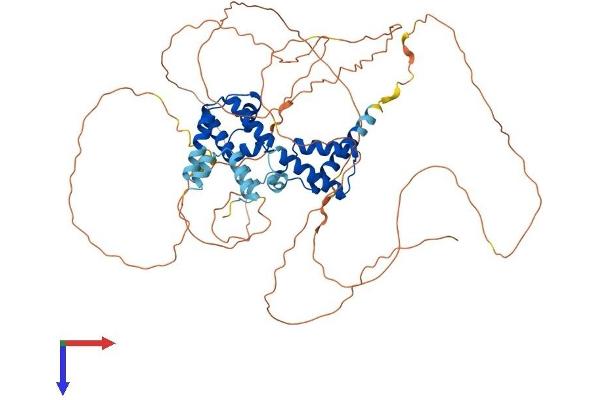 HNF1A Protein (AA 1-628) (His tag)
