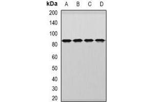 Western blot analysis of DDX1 expression in MCF7 (A), HepG2 (B), mouse brain (C), rat brain (D) whole cell lysates.