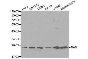 Western blot analysis of extracts of various cell lines, using RAN antibody. (RAN Antikörper  (AA 1-216))
