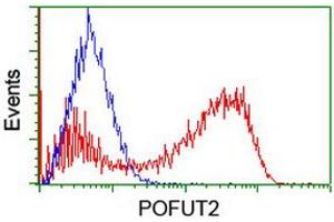 Image no. 2 for anti-Protein O-Fucosyltransferase 2 (POFUT2) antibody (ABIN1500325) (POFUT2 Antikörper)
