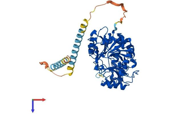 MGAT1 Protein (AA 1-445) (His tag)
