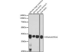 Western blot analysis of extracts of various cell lines, using BCL2L14/BCL2L14/BCLG antibody (ABIN7265865) at 1:1000 dilution. (BCL2L14 Antikörper)