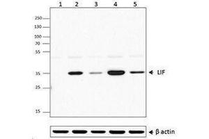 Flow Cytometry (FACS) image for anti-Leukemia Inhibitory Factor (LIF) antibody (ABIN2665228) (LIF Antikörper)