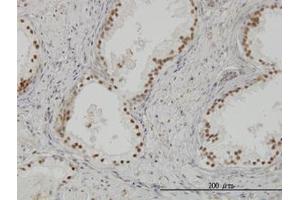 Image no. 3 for anti-CLK3 (CLK3) (AA 36-136) antibody (ABIN598616) (CLK3 Antikörper  (AA 36-136))