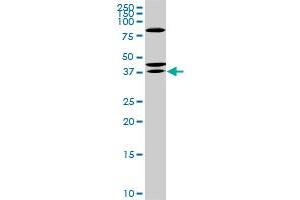 SDR16C5 anticorps  (AA 26-309)
