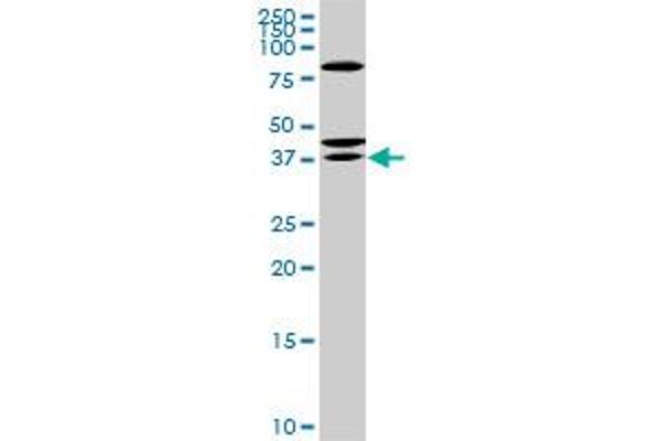 SDR16C5 anticorps  (AA 26-309)