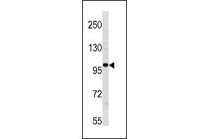 ESCO1 Antibody (C-term) (ABIN1881316 and ABIN2843281) western blot analysis in 293 cell line lysates (35 μg/lane). (ESCO1 Antikörper  (C-Term))