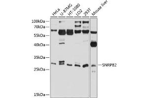 Western blot analysis of extracts of various cell lines, using SNRPB2 antibody (ABIN6132758, ABIN6148216, ABIN6148217 and ABIN6224824) at 1:1000 dilution. (SNRPB2 Antikörper  (AA 1-150))