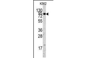 Western blot analysis of anti-EIF4B Antibody Pab in K562 cell line lysates (35ug/lane). (EIF4B Antikörper  (C-Term))