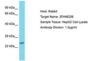 Image no. 1 for anti-Zinc Finger, AN1-Type Domain 2B (ZFAND2B) (AA 80-129) antibody (ABIN6750754) (ZFAND2B Antikörper  (AA 80-129))
