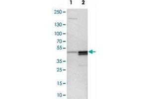 Western blot analysis of cell lysates with PAWR polyclonal antibody  at 1:250-1:500 dilution. (PAWR Antikörper)
