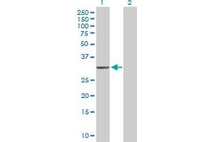 Western Blot analysis of MTG1 expression in transfected 293T cell line by MTG1 MaxPab polyclonal antibody. (MTG1 Antikörper  (AA 1-300))