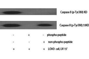 Western Blotting (WB) image for anti-Caspase 8 (CASP8) (Ser2) antibody (ABIN3183671)