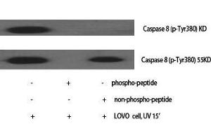 Western Blot (WB) analysis of specific cells using Caspase-8 Polyclonal Antibody. (Caspase 8 Antikörper  (Ser2))
