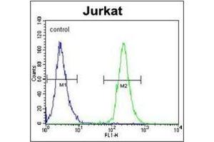 anti-POTE Ankyrin Domain Family, Member B (POTEB) (AA 388-419), (C-Term) antibody