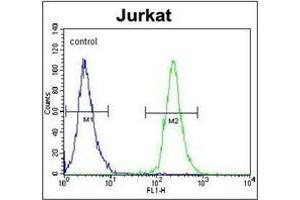 Flow cytometric analysis of Jurkat cells using POTEB Antibody (C-term) Cat. (POTEB Antikörper  (C-Term))