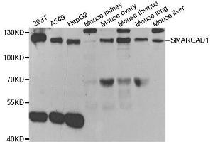Western blot analysis of extracts of various cell lines, using SMARCAD1 antibody.