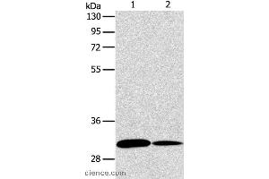 Western blot analysis of NIH/3T3 and A172 cell, using ATG5 Polyclonal Antibody at dilution of 1:475 (ATG5 Antikörper)