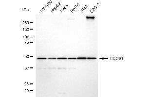 Western blotting analysis using DDOST antibody (ABIN7798384). (DDOST Antikörper)