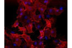Immunofluorescence (IF) image for anti-VEGF Receptor 2 (VEGFR2) antibody (ABIN2664545)