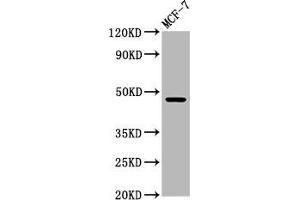 Western Blot Positive WB detected in: MCF-7 whole cell lysate All lanes: WDFY2 antibody at 5. (WDFY2 Antikörper  (AA 2-114))