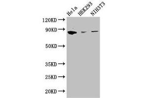 Western Blot Positive WB detected in: Hela whole cell lysate, HEK293 whole cell lysate, NIH/3T3 whole cell lysate All lanes: CHGB antibody at 2. (CHGB Antikörper  (AA 328-677))