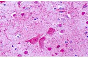 Anti-GPR137 antibody IHC staining of human brain, cortex, cerebellum. (GPR137 Antikörper  (Cytoplasmic Domain))