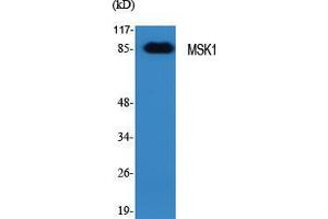Western Blot (WB) analysis of specific cells using MSK1 Polyclonal Antibody.