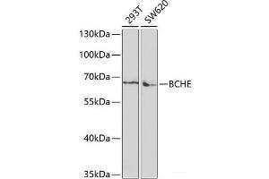Western blot analysis of extracts of various cell lines using BCHE Polyclonal Antibody at dilution of 1:1000. (Butyrylcholinesterase Antikörper)