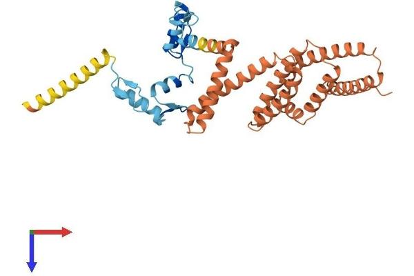 ZNF781 Protein (AA 1-355) (His tag)
