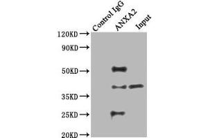 Immunoprecipitating ANXA2 in Hela whole cell lysate Lane 1: Rabbit control IgG instead of ABIN7144268 in Hela whole cell lysate. (Annexin A2 Antikörper  (AA 2-339))
