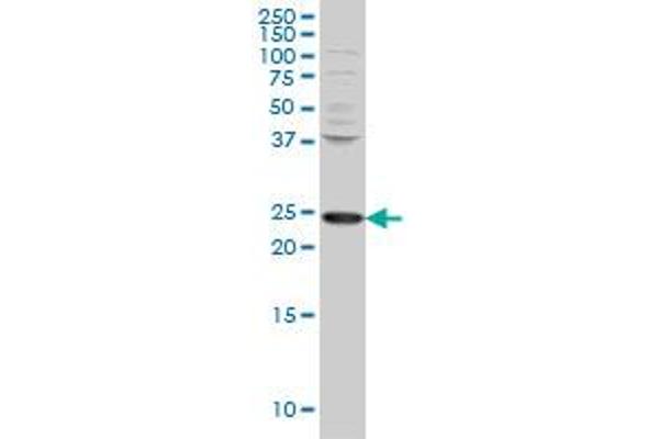 PCMT1 antibody  (AA 117-225)