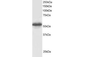 Image no. 1 for anti-G Protein Pathway Suppressor 1 (GPS1) (C-Term) antibody (ABIN374325) (GPS1 Antikörper  (C-Term))