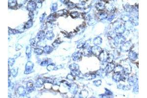 Image no. 3 for anti-Cyclin-Dependent Kinase 2 (CDK2) (C-Term) antibody (ABIN202994) (CDK2 Antikörper  (C-Term))