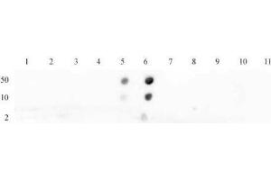 Histone H4K16ac antibody (pAb) tested by dot blot analysis. (Histone H4 Antikörper  (acLys16))