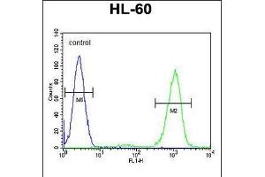 Flow cytometric analysis of HL-60 cells (right histogram) compared to a negative control cell (left histogram). (ADA Antikörper  (C-Term))