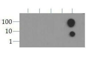Dot Blot (DB) image for anti-Histone 3 (H3) (H3K9ac) antibody (ABIN5706781)