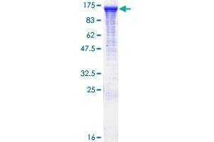 RABGAP1 Protein (AA 1-997) (GST tag)