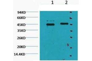 Western Blot (WB) analysis of HeLa, diluted at 1) 1:2000, 2) 1:5000. (Caspase 9 Antikörper)