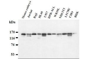 Western Blotting (WB) image for anti-Splicing Factor 3b, Subunit 1, 155kDa (SF3B1) antibody (ABIN1449178) (SF3B1 Antikörper)